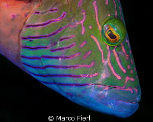 lined cheek wrasse by Marco Fierli 